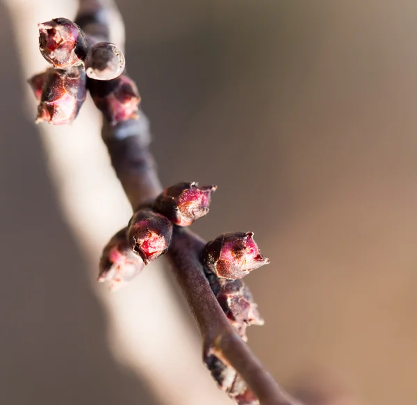 Natuur — Stockfoto