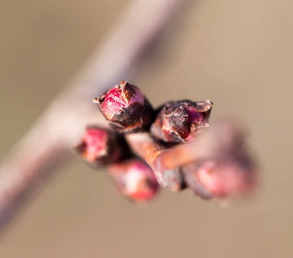 Natuur — Stockfoto