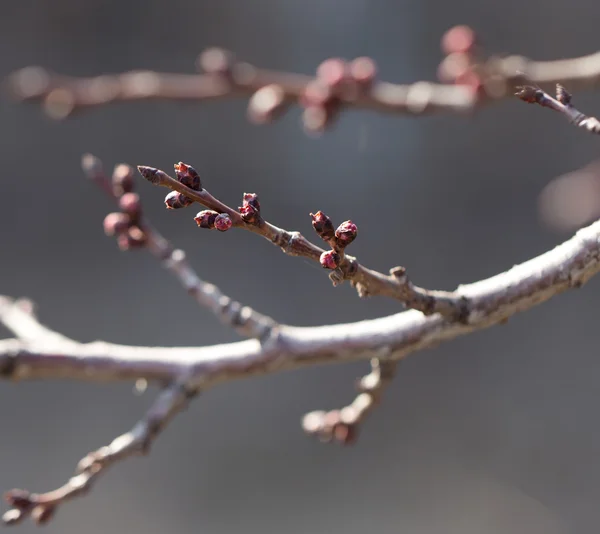 Natuur — Stockfoto