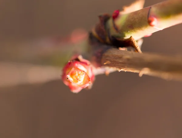 Natur — Stockfoto