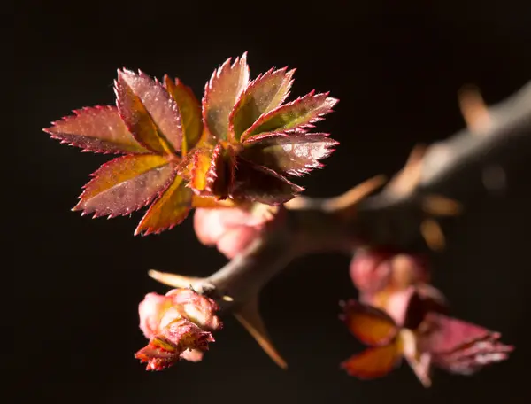 Naturaleza — Foto de Stock