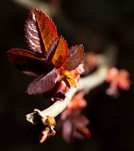 Naturaleza — Foto de Stock