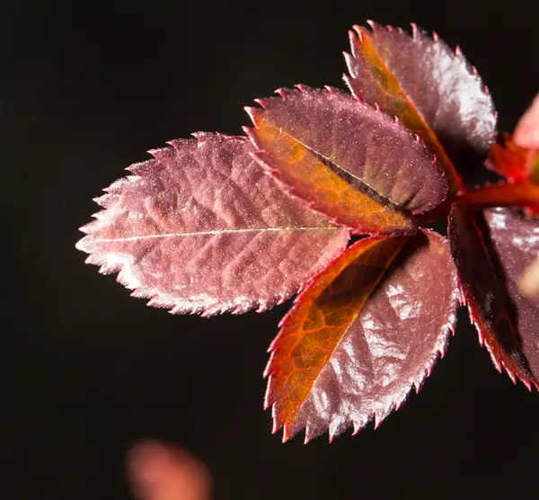 Natureza — Fotografia de Stock