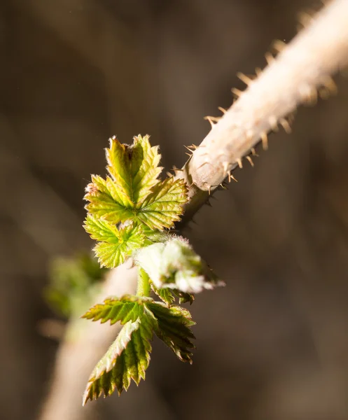 Nature — Stock Photo, Image