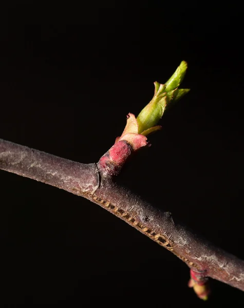 Naturaleza — Foto de Stock