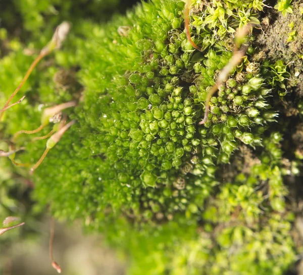 Naturaleza —  Fotos de Stock