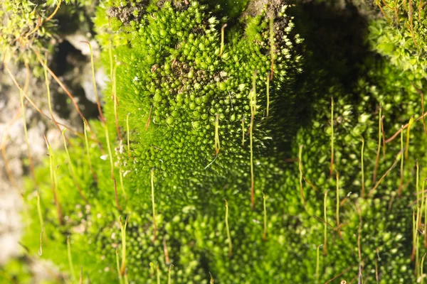 Naturaleza —  Fotos de Stock