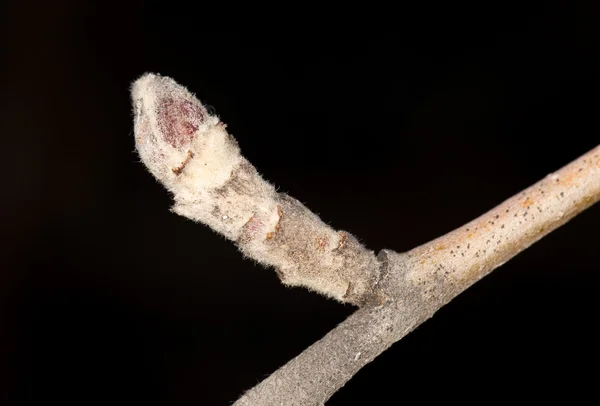 Natuur — Stockfoto