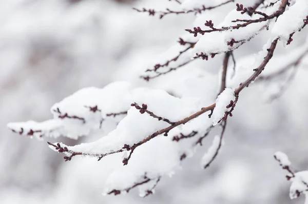 Natur — Stockfoto