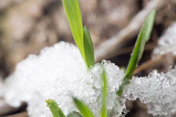 Nature — Stock Photo, Image