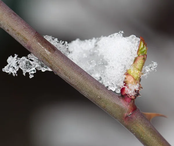 Nature — Stock Photo, Image