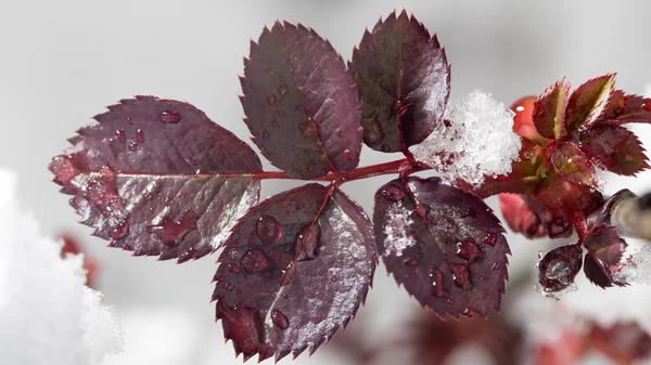 Nature — Stock Photo, Image