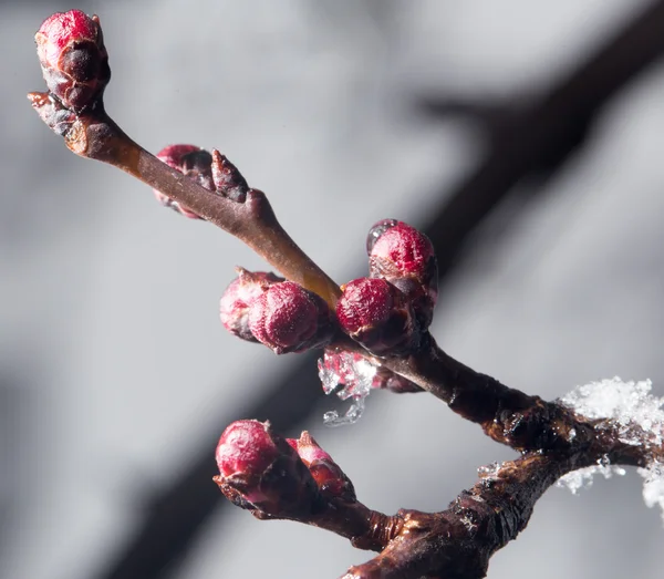 Natuur — Stockfoto