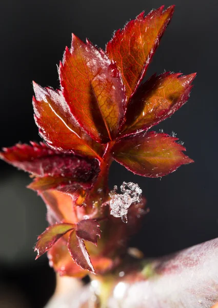 Nature — Stock Photo, Image