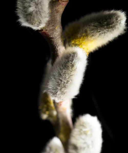 Naturaleza — Foto de Stock