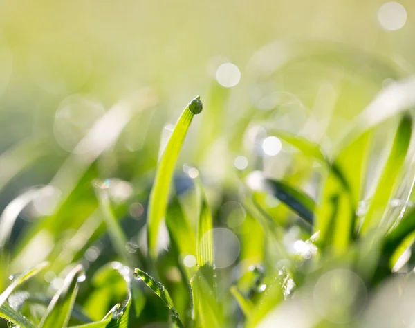 Natureza — Fotografia de Stock