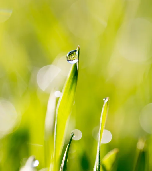 Natur — Stockfoto