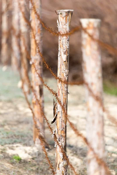 Natur — Stockfoto