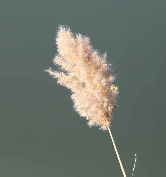 Naturaleza —  Fotos de Stock