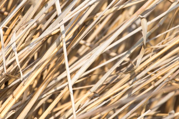 Natura — Foto Stock