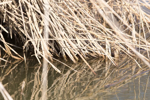 Natur — Stockfoto