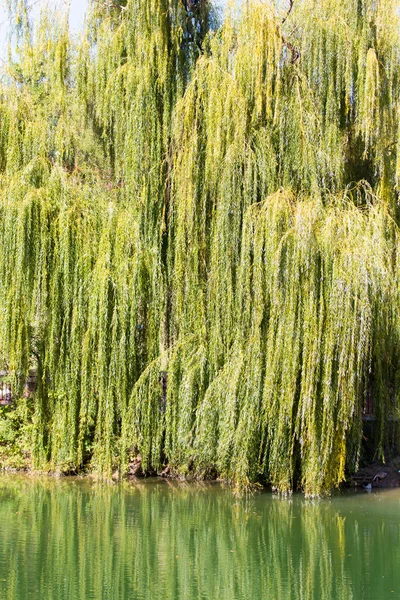 Naturaleza —  Fotos de Stock