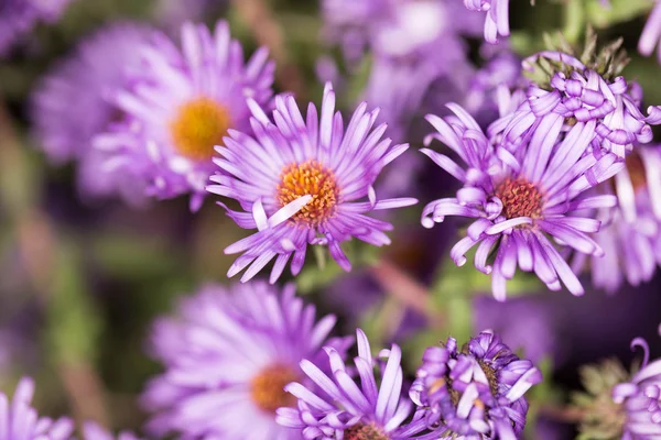 Natura — Foto Stock