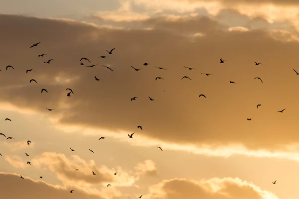 Natur — Stockfoto