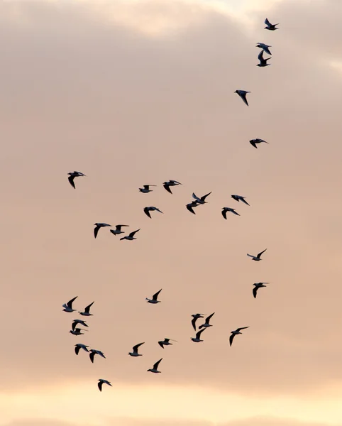 Naturaleza — Foto de Stock