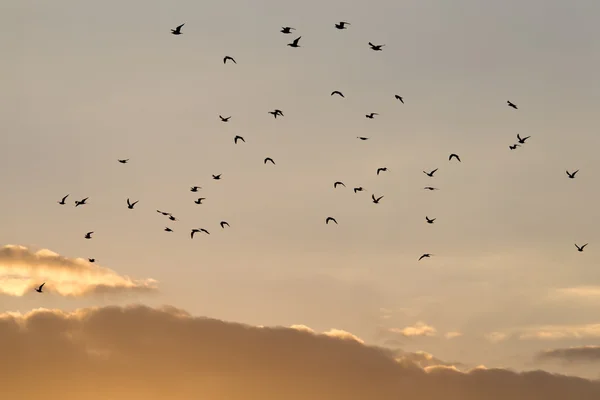 Natur — Stockfoto