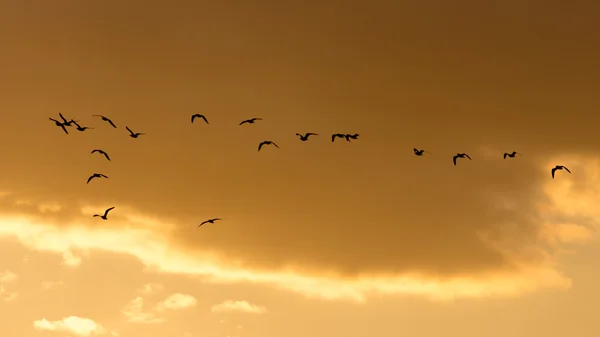 Nature — Stock Photo, Image