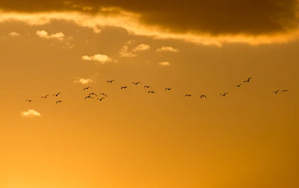 Natur — Stockfoto