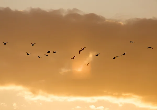 Nature — Stock Photo, Image