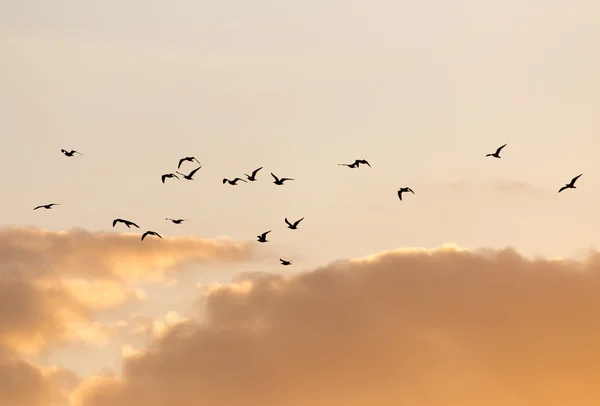 Naturaleza — Foto de Stock