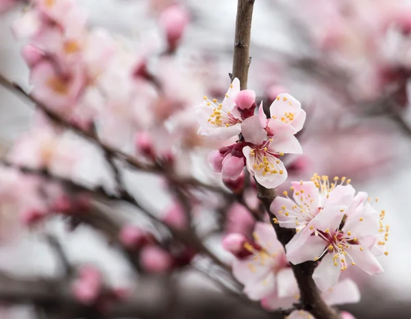 Nature — Stock Photo, Image