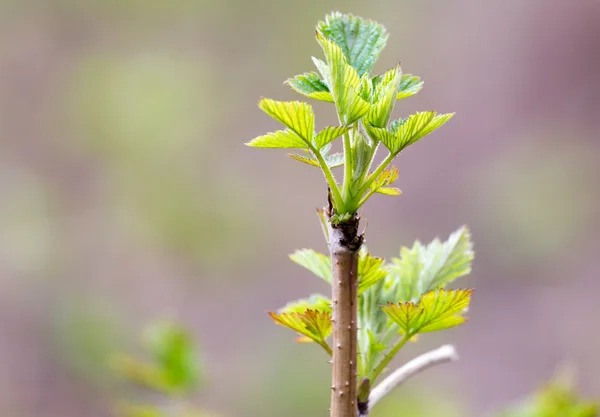 Natureza — Fotografia de Stock