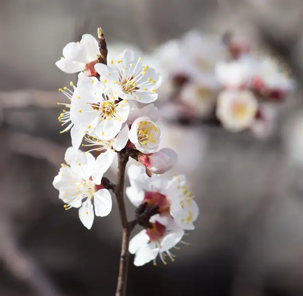 Doğa — Stok fotoğraf