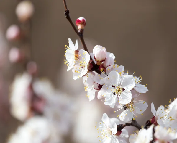 Nature — Stock Photo, Image