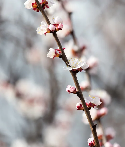 Nature — Stock Photo, Image