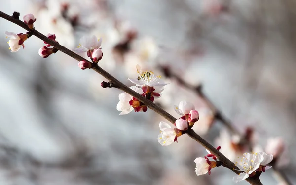 Natur — Stockfoto