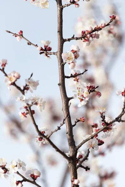 Nature — Stock Photo, Image