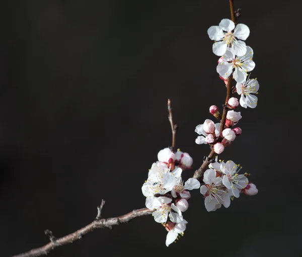 Doğa — Stok fotoğraf