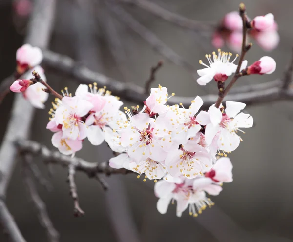 Natur — Stockfoto