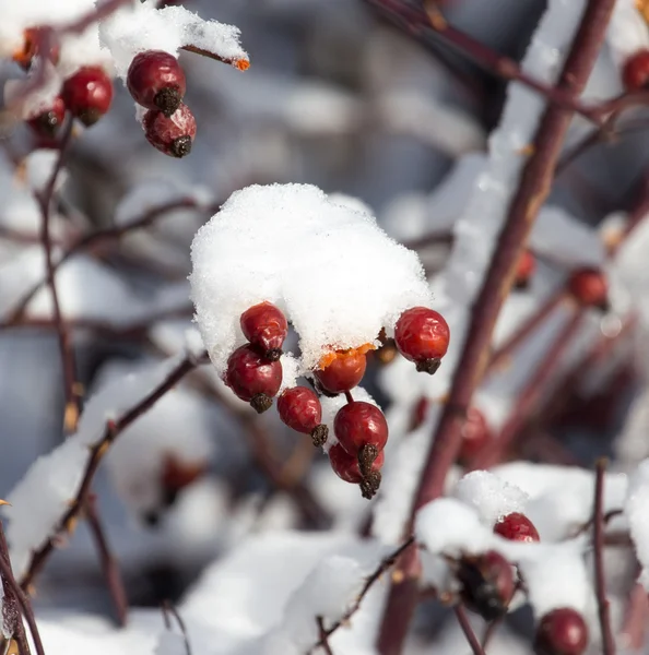 Natur — Stockfoto