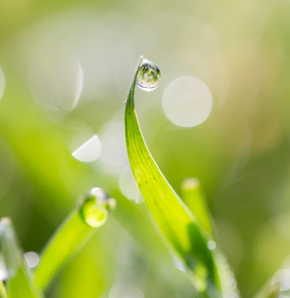 Natur — Stockfoto