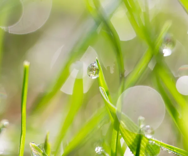 Natuur — Stockfoto