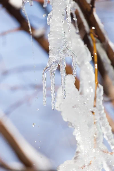 Nature — Stock Photo, Image