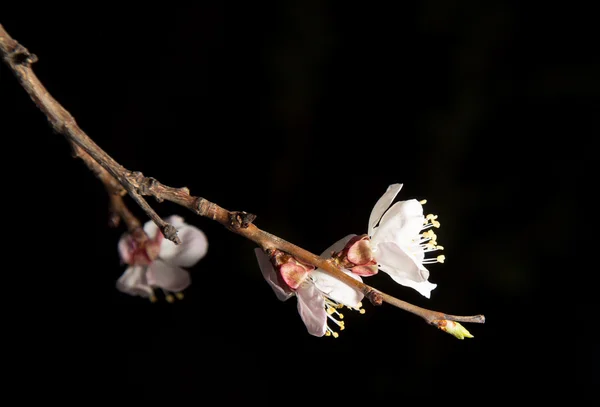 Naturaleza — Foto de Stock