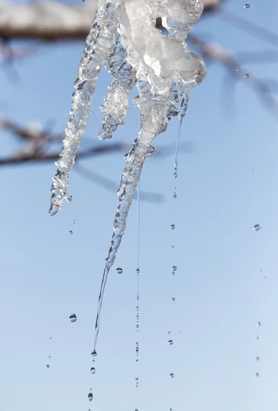 Nature — Stock Photo, Image