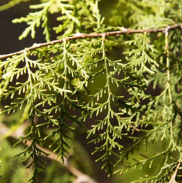 Natura — Foto Stock